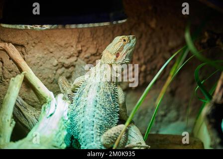 Berlin, Allemagne. 30th novembre 2022. Un lézard se tient sous une lampe thermique dans son terrarium au refuge pour animaux de Berlin. Les reptiles dans les terrariums ont besoin de beaucoup de chaleur et de lampes avec une puissance élevée. Coûts élevés, espace limité : le refuge pour animaux de Berlin doit faire tomber certains animaux exotiques en raison de la forte demande. (À dpa: 'Abri pour animaux de Berlin: La maison pour animaux exotiques est pleine') Credit: Annette Riedl/dpa/Alay Live News Banque D'Images