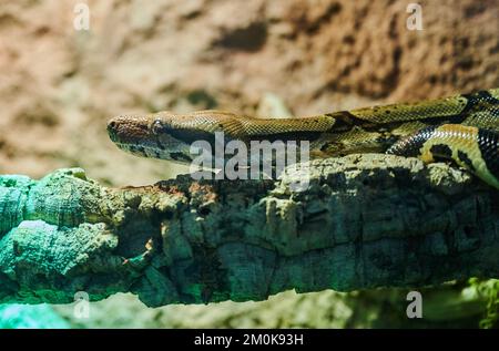 Berlin, Allemagne. 30th novembre 2022. Un python royal (Python regius) se trouve dans son terrarium au refuge pour animaux de Berlin. Coûts élevés, espace limité : le refuge pour animaux de Berlin doit faire tomber certains animaux exotiques en raison de la forte demande. (À dpa: 'Abri pour animaux de Berlin: La maison pour animaux exotiques est pleine') Credit: Annette Riedl/dpa/Alay Live News Banque D'Images