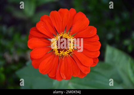 Fleurs de Zinnia coloré belles fleurs fraîches Banque D'Images