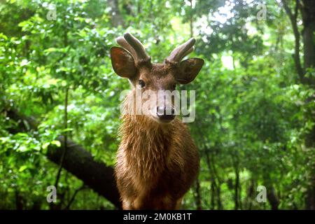 Une ruse Javan habituée est en quête de nourriture sur l'île de Peucang, le parc national d'Ujung Kulon, Pandeglang, Banten, Indonésie. Banque D'Images