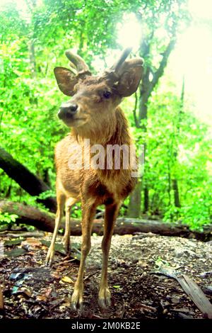 Une ruse Javan habituée est en quête de nourriture sur l'île de Peucang, le parc national d'Ujung Kulon, Pandeglang, Banten, Indonésie. Banque D'Images