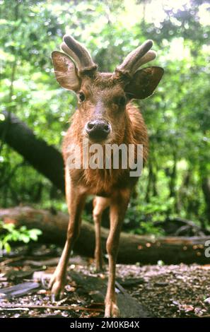 Une ruse Javan habituée est en quête de nourriture sur l'île de Peucang, le parc national d'Ujung Kulon, Pandeglang, Banten, Indonésie. Banque D'Images