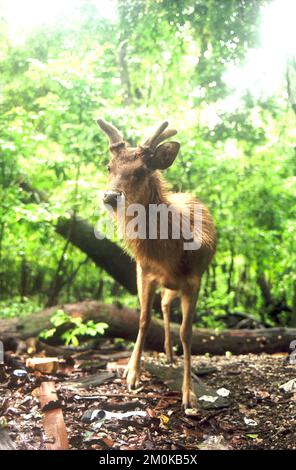 Une ruse Javan habituée est en quête de nourriture sur l'île de Peucang, le parc national d'Ujung Kulon, Pandeglang, Banten, Indonésie. Banque D'Images