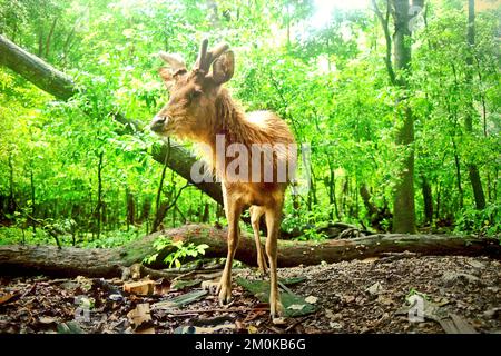 Une ruse Javan habituée est en quête de nourriture sur l'île de Peucang, le parc national d'Ujung Kulon, Pandeglang, Banten, Indonésie. Banque D'Images