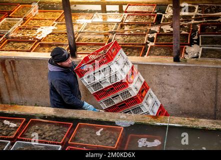 Insel Sylt, Allemagne. 30th novembre 2022. Christoffer Bohlig, pêcheur d'huîtres et directeur des opérations de la Dittmeyer's Oyster Company, déplace des caisses d'huîtres vers des réservoirs d'eau de mer dans les installations de stockage d'hiver de la société. Credit: Daniel Bockwoldt/dpa/Alay Live News Banque D'Images