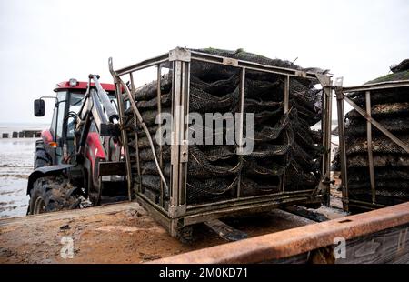 Insel Sylt, Allemagne. 30th novembre 2022. Un oystercatcher charge des « poches » (sacs nets) d'huîtres sur une remorque dans les plates-bandes de marée de la mer du Nord de Blidsel Bay, entre les villages de List et de Kampen. Credit: Daniel Bockwoldt/dpa/Alay Live News Banque D'Images