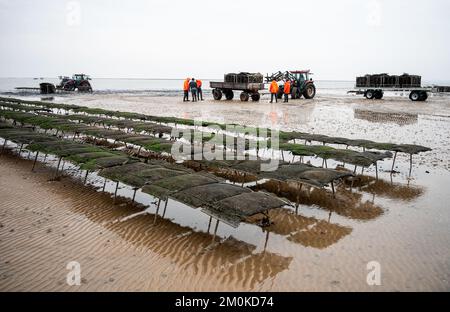 Insel Sylt, Allemagne. 30th novembre 2022. Les pêcheurs collectent des « poches » (sacs nets) d'huîtres des plates-fonds de marée de la mer du Nord dans la baie Blidsel, entre les villages de List et de Kampen. Credit: Daniel Bockwoldt/dpa/Alay Live News Banque D'Images