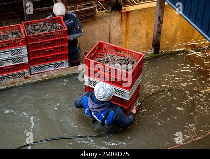 Insel Sylt, Allemagne. 30th novembre 2022. Un employé de la Dittmeyer#s Oyster Company soulève des caisses d'huîtres dans un réservoir d'eau de mer situé dans l'installation d'entreposage d'hiver de la société. Credit: Daniel Bockwoldt/dpa/Alay Live News Banque D'Images