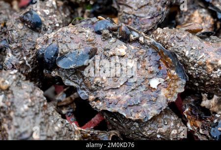 Insel Sylt, Allemagne. 30th novembre 2022. Des huîtres fraîches se trouvent dans une boîte à l'Austern-Compagnie de Dittmeyer. (À dpa-KORR 'les huîtres pylônes passent des vasières à l'entreposage hivernal') Credit: Daniel Bockwoldt/dpa/Alay Live News Banque D'Images