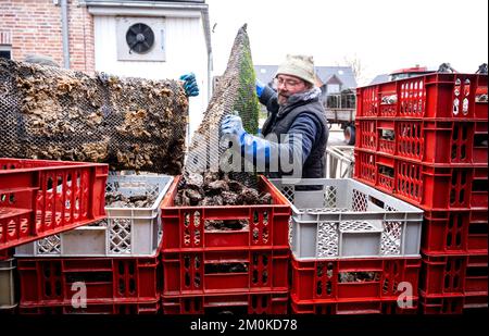 Insel Sylt, Allemagne. 30th novembre 2022. Les huîtres sont triées à la Dittmeyer's Oyster Company. (À dpa-KORR 'les huîtres pylônes passent des vasières à l'entreposage hivernal') Credit: Daniel Bockwoldt/dpa/Alay Live News Banque D'Images