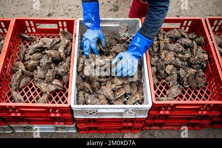 Insel Sylt, Allemagne. 30th novembre 2022. Les huîtres sont triées à la Dittmeyer's Oyster Company. Credit: Daniel Bockwoldt/dpa/Alay Live News Banque D'Images