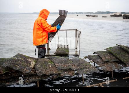 Insel Sylt, Allemagne. 30th novembre 2022. Un oystercatcher recueille des « poches » (sacs en filet) d'huîtres des vasières de la mer du Nord, dans la baie Blidsel, entre les villages de List et de Kampen. Credit: Daniel Bockwoldt/dpa/Alay Live News Banque D'Images