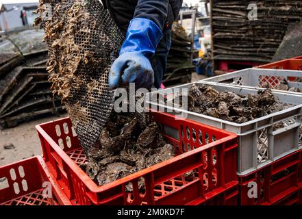 Insel Sylt, Allemagne. 30th novembre 2022. Les huîtres sont triées à la Dittmeyer's Oyster Company. (À dpa-KORR 'les huîtres pylônes passent des vasières à l'entreposage hivernal') Credit: Daniel Bockwoldt/dpa/Alay Live News Banque D'Images