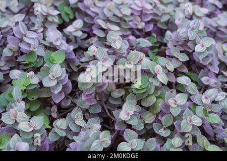 Callisia repens,Love man Tree,Callisia dans le jardin, Mini Turtle Plant Turtle Vine ou Inch plante en pot arrière-plan. Banque D'Images