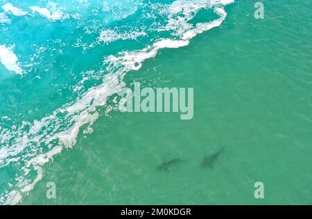 Hadera. 5th décembre 2022. Cette photo aérienne prise le 5 décembre 2022 montre des requins dans la mer Méditerranée près de la ville israélienne du nord de Hadera. Credit: Gil Cohen Magen/Xinhua/Alay Live News Banque D'Images