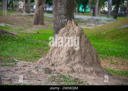 Termite. Termites géantes, grand anthill sur le champ d'herbe sous l'arbre au parc. Banque D'Images