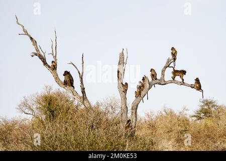 Babouins de Chacma (Papio ursinus) dans un arbre mort en alerte ou à la recherche d'un danger dans la nature sauvage du parc national Kruger, Afrique du Sud Banque D'Images