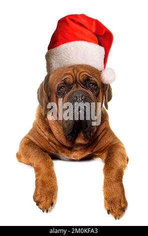 Dogue de Bordeaux in front of white background Banque D'Images