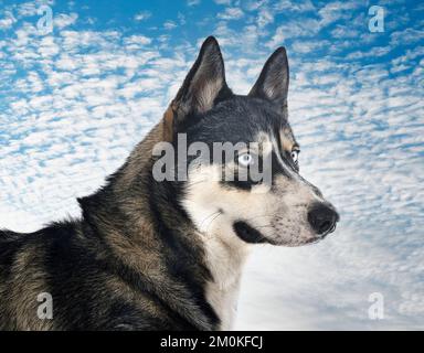 Husky de Sibérie in front of white background Banque D'Images