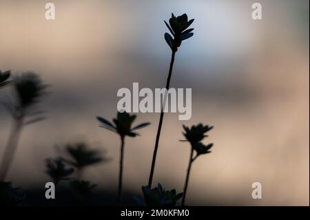 Une silhouette de fleurs sauvages se bloquant dans un champ sur un arrière-plan flou Banque D'Images