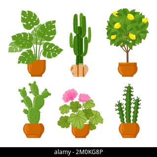 Maison de dessin animé décor botanique plantes en pot. Différentes plantes avec des feuilles vertes, des fleurs roses et des agrumes de citron Illustration de Vecteur