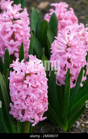 Jacinthus orientalis Anna Liza, racémes tubulaires vivaces bulbeux, droits, de fleurs rose lilas avec un bord plus pâle Banque D'Images