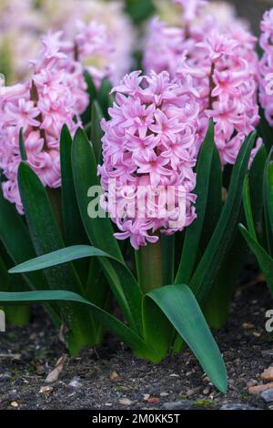 Jacinthus orientalis 'Anna Liza', vivace bulbeuse avec racaces tubulaires verticales de fleurs rose lilas en forme d'étoile avec un bord plus pâle Banque D'Images