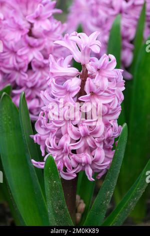 Jacinthus orientalis 'Anna Liza', vivace bulbeuse avec racaces tubulaires verticales de fleurs rose lilas en forme d'étoile avec un bord plus pâle Banque D'Images