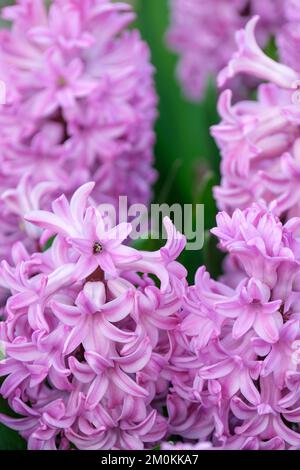 Jacinthus orientalis 'Anna Liza', vivace bulbeuse avec racaces tubulaires verticales de fleurs rose lilas en forme d'étoile avec un bord plus pâle Banque D'Images