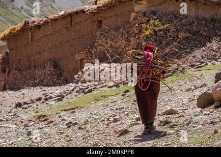 Femme transportant du bois de chauffage, Azib Ikkis, chaîne de montagnes de l'Atlas, maroc, afrique Banque D'Images