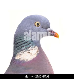 Pigeon de bois (Palumbus de Columba) Portrait de la tête isolé sur fond blanc.Les pigeons en bois sont indigènes du Paléarctique occidental et sont une espèce commune Banque D'Images