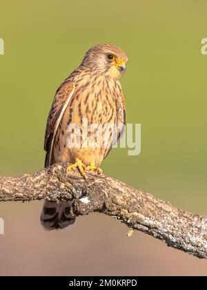 Le petit Kestrel féminin (Falco naumanni) est un petit faucon. Cette espèce d'oiseau se reproduit de la Méditerranée à travers l'Afghanistan et l'Asie centrale jusqu'à la Chine Banque D'Images
