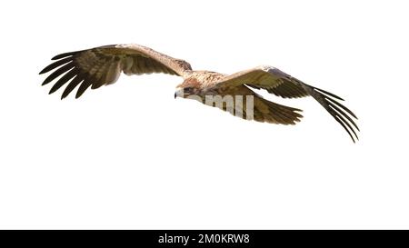 Aigle impérial espagnol (Aquila adalberti) jeune volant sur fond blanc. Cette espèce d'oiseau rare et en voie de disparition n'existe qu'en Espagne. Faune SC Banque D'Images