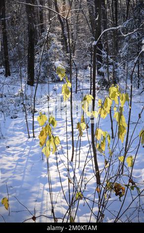 Feuilles jaunes dans le parc de la ville après la première chute de neige, paysage d'hiver, le novembre Banque D'Images