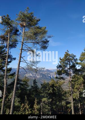 Taurus montagnes vues à travers les arbres, Mersin, Turquie Banque D'Images