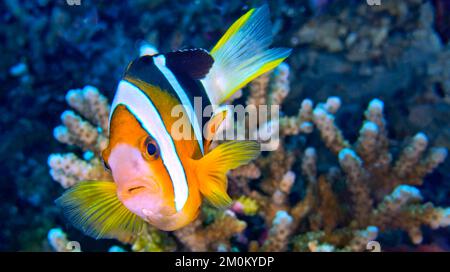 Clark’s Anemonefish, Amphiprion clarkii, poisson-clownfish, Anemonefish, Damiégoïste, Récif corallien, Lembeh, Sulawesi du Nord, Indonésie, Asie Banque D'Images