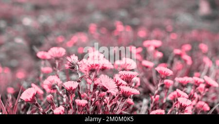 Viva Magenta couleur de l'année 2023 Meadow avec printemps jeunes fleurs jaunes mère et belle-mère gros plan, plante de fond naturel avec espace de copie, Banque D'Images