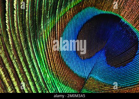 Macro de plumes de paon. contour progressif isolé. Banque D'Images