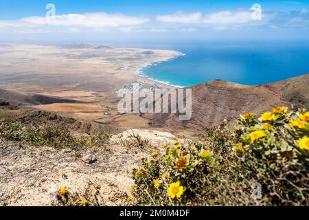 Magnifique paysage de Lanzarote avec Famara et fleurs jaunes en premier plan, îles Canaries, Espagne Banque D'Images