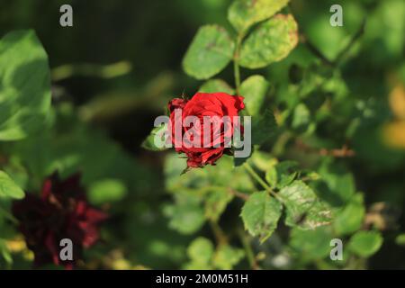 rose rouge et gouttes de pluie, forme élégante et gouttes brillantes Banque D'Images