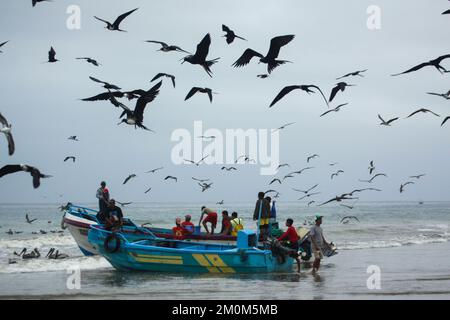 Magnifiques Frigatebirds (Fregata magnifiens) essayant de voler des poissons de pêcheurs venant sur la terre avec une prise fraîche, Puerto Lopez , Santa Elena Penin Banque D'Images