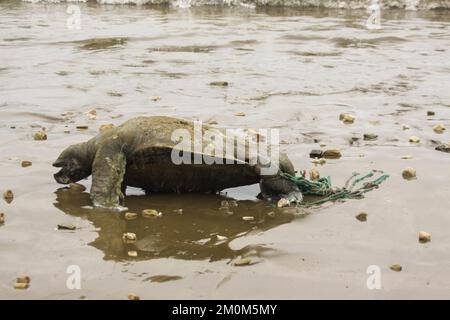 Tortue de mer piégée dans une corde de nylon photographiée à Puerto Lopez, en Équateur Banque D'Images