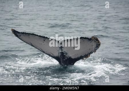 Croisière d'observation des baleines à bosse à Puerto Lopez, Équateur les baleines à bosse migrent de l'Antarctique vers les côtes équatoriennes en cette saison. Photograp Banque D'Images