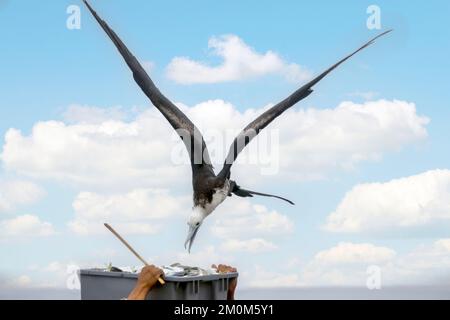 Magnifiques Frigatebirds (Fregata magnifiens) essayant de voler des poissons de pêcheurs venant sur la terre avec une prise fraîche, Puerto Lopez , Santa Elena Penin Banque D'Images