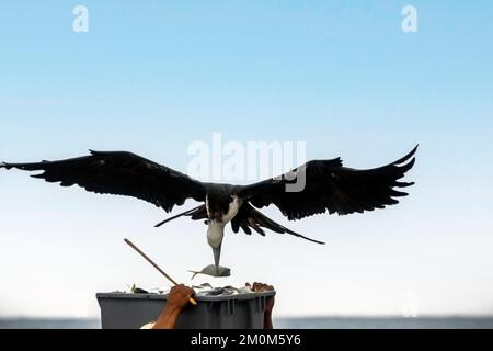 Magnifiques Frigatebirds (Fregata magnifiens) essayant de voler des poissons de pêcheurs venant sur la terre avec une prise fraîche, Puerto Lopez , Santa Elena Penin Banque D'Images