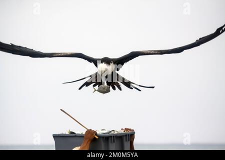 Magnifiques Frigatebirds (Fregata magnifiens) essayant de voler des poissons de pêcheurs venant sur la terre avec une prise fraîche, Puerto Lopez , Santa Elena Penin Banque D'Images