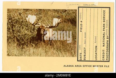 Orignaux de taureau. Photographies du Groupe de travail de l'Alaska Banque D'Images