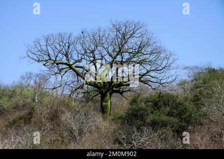 Isla de la Plata est une petite île au large de la côte de Manabí, en Équateur, et fait partie du Parque Nacional Machalilla. Banque D'Images