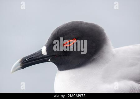 Le mouette à queue hirondelle (Creagrus furcatus) est un oiseau de mer équatorial de la famille des mouettes, Laridae. C'est la seule espèce du genre Creagrus Banque D'Images