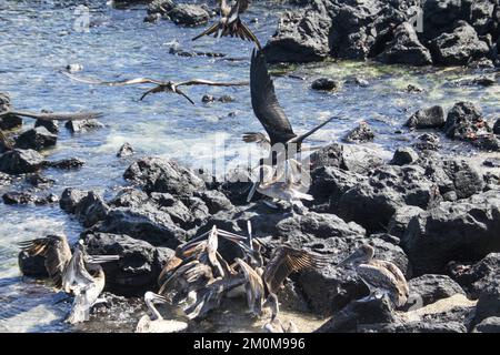 On trouve des pélicans bruns (Pelecanus occidentalis) sur les côtes des Amériques, à partir du golfe du Mexique vers le nord. Il atteint des hauteurs d'environ 1,3 Banque D'Images